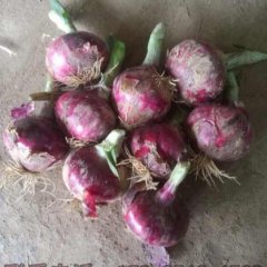 河南通许洋葱已经大量上市