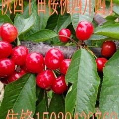 陕西大荔红灯樱桃长势旺盛