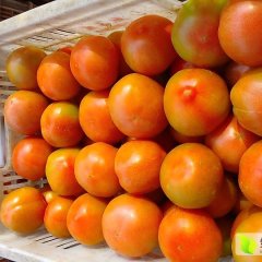 山东曹县硬粉西红柿营养丰富