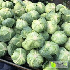 2016君山甘蓝值得出手