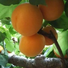 山西运城临猗金太阳杏