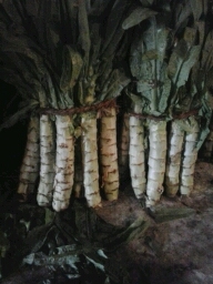 河北定州青皮莴苣营养丰富