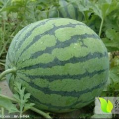 2016大荔西瓜走过路过不要错过