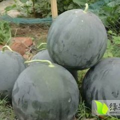 2016大荔西瓜再不来就没机会了！