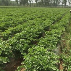 河北省衡水市饶阳县春季土豆即将上市