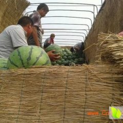 大荔6月京欣西瓜大量上市