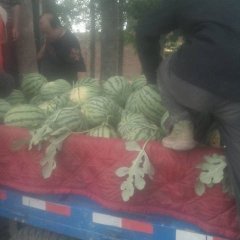 陕西蒲城冠龙西瓜长势旺盛