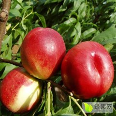 2016大荔油桃俏销大江南北