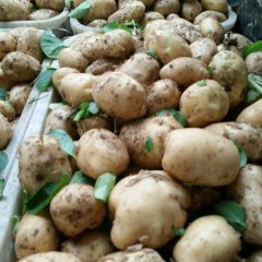 云梦土豆价格适宜,隔蒲余水权诚信合作