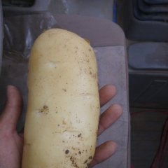 滕州土豆质量上乘,大坞王昌冕诚信合作