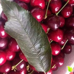 平度大泽高彬彬5月红灯樱桃