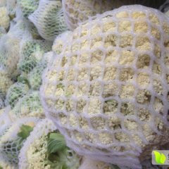 江苏沛县白面青梗松花菜菜花火爆招商中