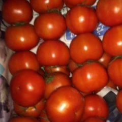 夹江西红柿绿色无公害,甘江王成诚信合作