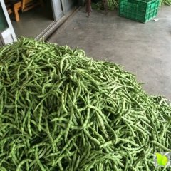 夹江西红柿火热上市甘江王成诚信合作