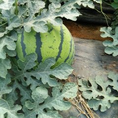 大荔西瓜名优产品,羌白大荔西瓜诚信合作