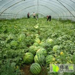 清苑西瓜5月20号开始上市到7月中旬结束