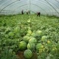 清苑西瓜5月20号开始上市到7月中旬结束