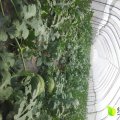 2016沭阳西瓜今年价格有看点