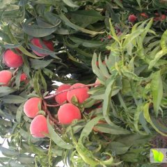 大荔范家贺正民6月郑二毛桃蜜桃