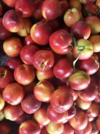 山西万亩曙光油桃大量上市