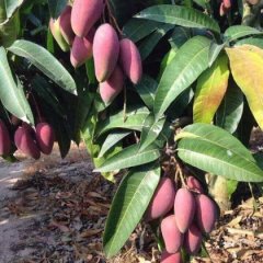 四川米易贵妃芒芒果 一级果到三级