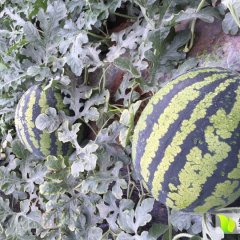 蒲城甜王、京欣、新红宝、黑无籽西瓜