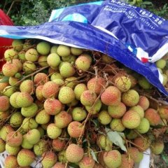 廉江荔枝著名品种河唇李智诚信合作