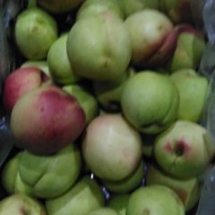 山西夏县油桃品种曙光大量上市，口感好