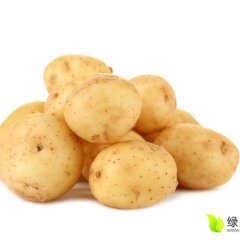 磁县高臾王敬山6月荷兰十五土豆