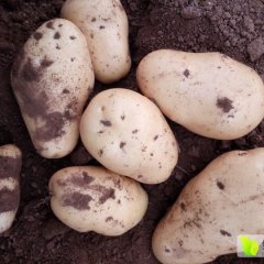 邹城荷兰十五土豆大量上市，价格随行就市