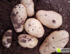 邹城荷兰十五土豆大量上市，价格随行就市