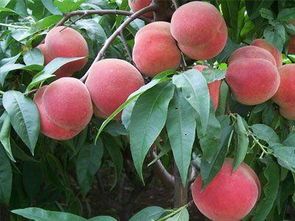 2016大荔蜜桃今年价格有看点