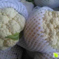 2016三原菜花质量好   颜色白