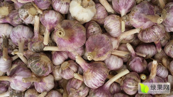 2016年山东金乡金乡大蒜价格