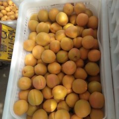 蒙阴凯特杏大量上市！