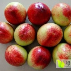 大荔油桃基地油桃订购价格