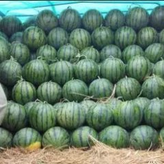 陕西西瓜基地西瓜最新报价