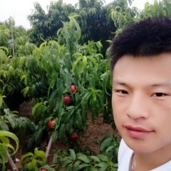 大荔油桃  陕西唐震诚信合作