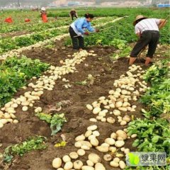 鲁惠瓜果蔬菜合作社