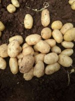 潍城土豆是名优特产,宝通刘波诚信合作