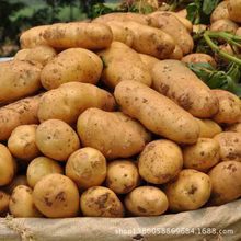 安丘土豆价格行情平稳,景芝李振栋诚信合作