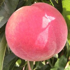 春雪毛桃比一般的毛桃成熟早