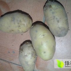 山东金乡荷兰十五土豆火爆招商中