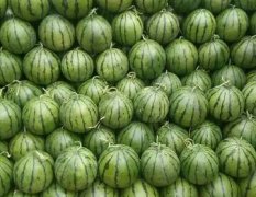 睢阳西瓜品质优良,娄店刘东亚诚信合作
