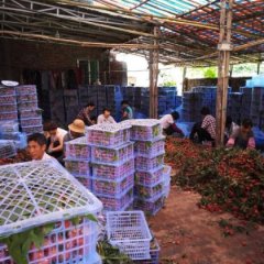 阳西上洋许诺6月白糖罂荔枝