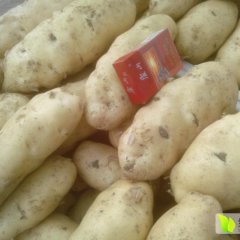 岱岳角峪王纪清6月荷兰十五土豆