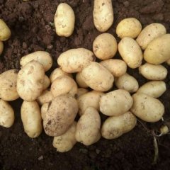 安丘土豆产销两旺白芬马万宗诚信合作