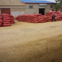 临沭蛟龙卞德龙6月红皮洋葱