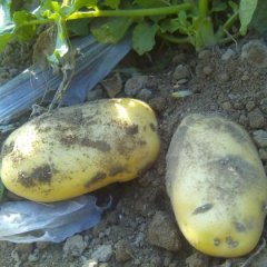 隆尧南潘张洪亮6月荷兰十五土豆