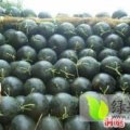 陕西蒲城黑皮无籽西瓜名优产品